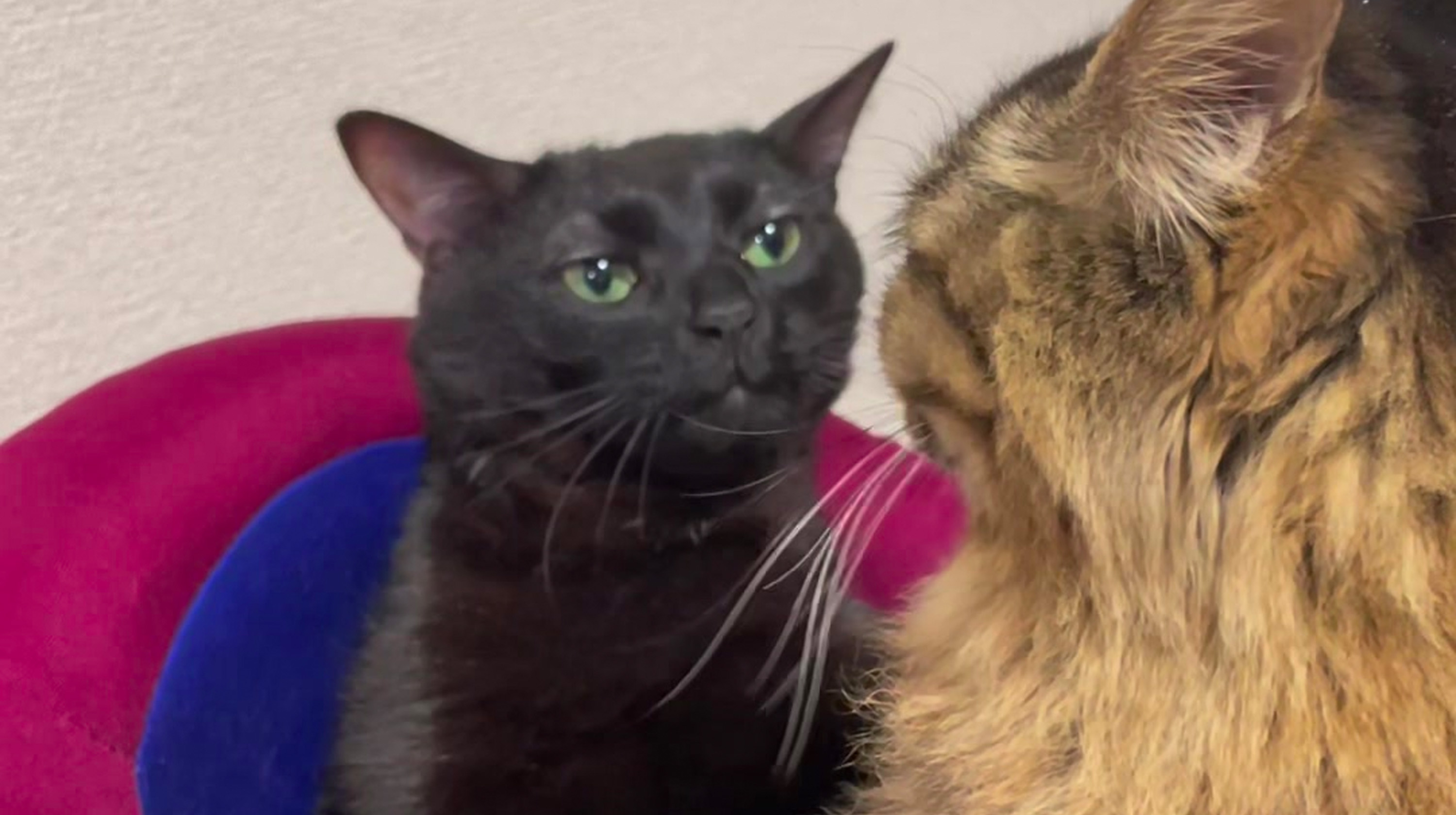 Tipico dipendente inps chiaramente voglioso di lavorare e contento di aiutare il prossimo.